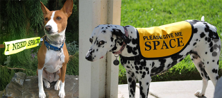 Illustration for article titled If You Have a Dog, You Can't Miss This Gadget Guide for the Spring